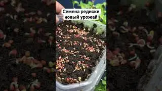 Качество прорастания МИКРОЗЕЛЕНЬ Редиска