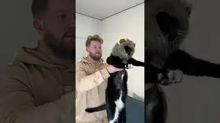 Король лев с алиэкспресс 😁
