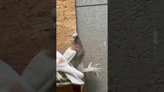 Пискуны Питомник Принц