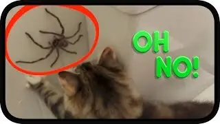 Huntsman Spider vs TWISTED Kittens