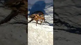 Кто это? Очень огромный жук! Жук-плавунец??? Кто знает, подскажите?!