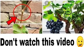 How To Grow Grape plant At Home | Grape Vine Growing | Grape Vines