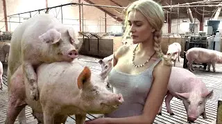 How a BOAR impregnates a pig Farm #WithMe Why did the pig refuse PiG mating