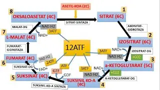 KREBS SIKLI. GLIKOLIZ. BIOKIMYO. ENERGETIK MOHIYATI. КРЕБС ЦИКЛИ. БИОХИМИЯ. ГЛИКОЛИЗ. АТФ СИНТЕЗИ