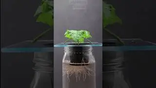 Cucumber growing from seed 🥒 Time Lapse