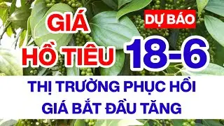 Giá tiêu hôm nay ngày 18/6/2024 thị trường đồng loạt tăng