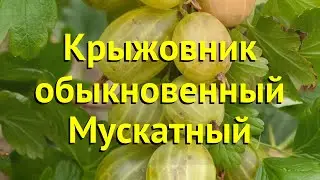 Крыжовник обыкновенный Мускатный. Краткий обзор, описание характеристик ribes uva-crispa Muskatnyj