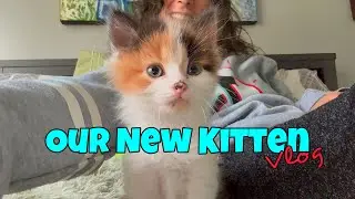 Our First Week With Olive, Our New Kitten - Vlog (Week 1)