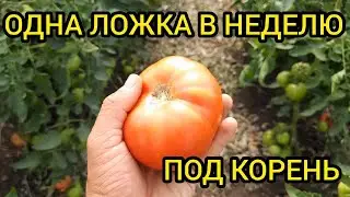 ОЧЕНЬ ВАЖНАЯ ПОДКОРМКА ТОМАТОВ В ИЮНЕ!