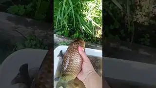 Рыба Карась