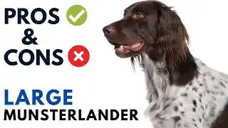 Large Munsterlander Pros and Cons | Großer Münsterländer Advantages and Disadvantages