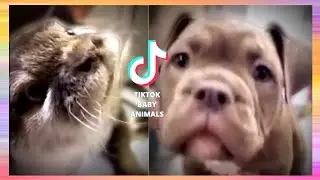 ✅TikTok Baby Animals - Super Cute Puppies 😍