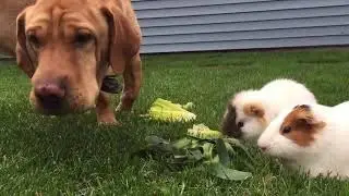Confused dog thinks he’s a big guinea pig