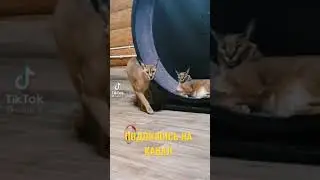 КАК ШИПИТ КОТ РЫСЬ