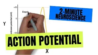 2-Minute Neuroscience: Action Potential