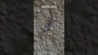Местные ящерицы 
