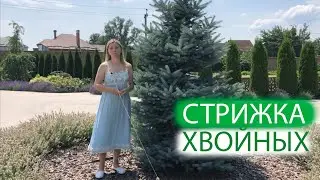 СТРИЖКА ХВОЙНЫХ | основные правила