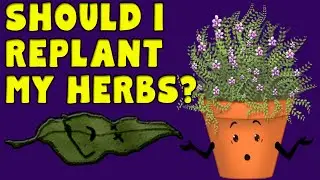 WHEN can you RESTART an herb or plant?