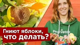 НЕ ПОТЕРЯЙТЕ 90% УРОЖАЯ ЯБЛОК ИЗ-ЗА ПЛОДОВОЙ ГНИЛИ! Вот, что надо сделать, чтобы забыть о монилиозе