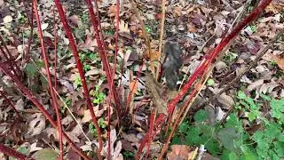 RedTwig Dogwood Plant Profile