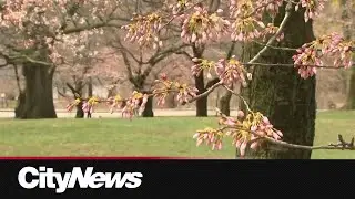 Tracking High Park’s cherry blossom blooms