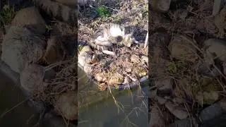 Кошачьи лайфхак от кота чувачка от блох 