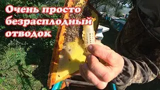 СДЕЛАЛ ПРИВИВКУ В СТАРТЁР, БЕЗРАСПЛОДНЫЕ ОТВОДКИ, СКОЛЬКО В УЛЬЯХ МЁДА