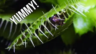 FEEDING My New CARNIVOROUS PLANTS | Venus Fly Traps and Pitcher Plants