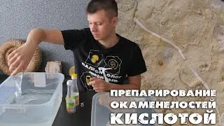 Препарирование окаменелостей кислотой | Тонкости метода