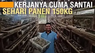 TERNAK BURUNG PUYUH MENJANJIKAN, TIAP HARI PANEN 150 KG TELUR