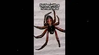 spider with a human face