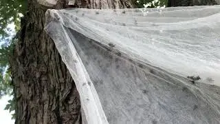 Spotted Lantern Fly Homemade Funnel Trap