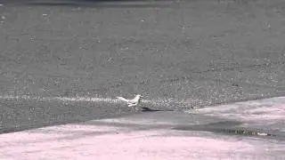 Bird Eats Scorpion Crossing the Road