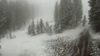 ЛЕС ДЕДА МОРОЗА Футаж вырезанный