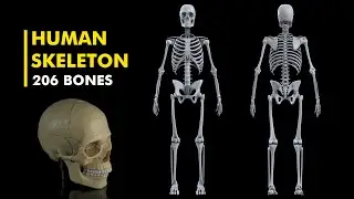 Human Skeleton: Anatomy and Physiology 3d animation