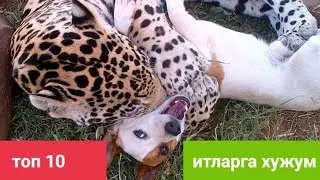 Бурилар итни тилка пора килди Бардошингиз етса куринг