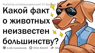 МАЛОИЗВЕСТНЫЕ ФАКТЫ О ЖИВОТНЫХ 🙈