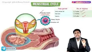 Menstrual Cycle ( Part - 1) : Obstetrics and Gynecology Lectures