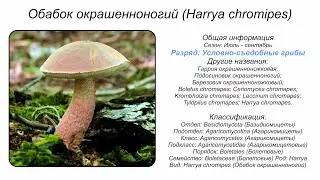 Обабок окрашенноногий (Harrya chromipes)