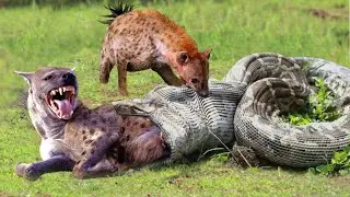 OMG! Hyenas Herd Rescue Baby From Python Constricting | 1002 Animals