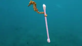 Fotografo naturalista cattura un cavalluccio marino con un cotton fioc. La foto fa il giro del mondo