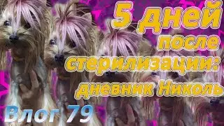 Самочувствие йорка после стерилизации. Дневник Николь на 5 дней.