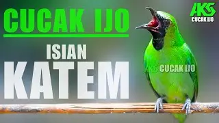 PANCINGAN DAN MASTERAN CUCAK IJO ISIAN KATEM COCOK BUAT DONGKRAK EMOSI LAWAN AGAR CEPAT JAMTROK