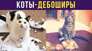 Приколы. КОТЫ-ДЕБОШИРЫ | Мемозг #160