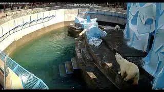 Норди и Шайна гоняют друг друга 20.04.2020