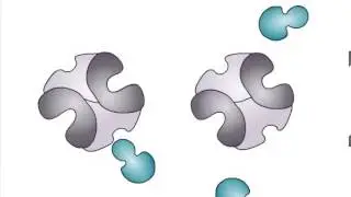 Allosteric Regulation of Enzymes