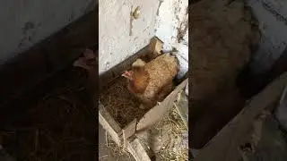 Курочка высидела птенцов