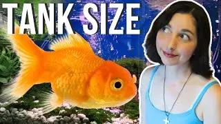 Goldfish Tank Size | Do Goldfish Need A Large Aquarium?