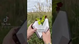 бабочки вылетают из книги 