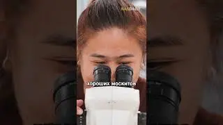 Почему в Сингапуре любят москитов